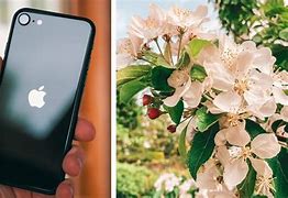 Image result for The Camera Design of the iPhone SE 2020