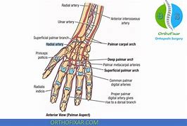 Image result for Pulse Radial Artery of the Wrist