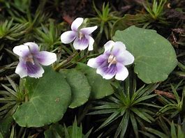 Image result for Viola hederaceae