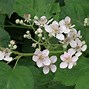 Afbeeldingsresultaten voor Rubus Boysenbes