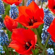 Image result for Tulipa batalinii Red Hunter