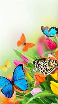 Image result for Beautiful Butterflies iPhone Wallpaper