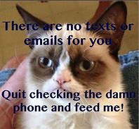 Image result for Grumpy Cat Hungry Meme