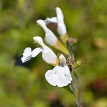 Image result for Salvia microphylla Gletsjer