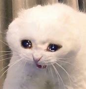 Image result for White Cat Crying Meme