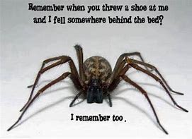 Image result for Spider Memes Funny