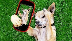 Image result for Fat Dog with Phone