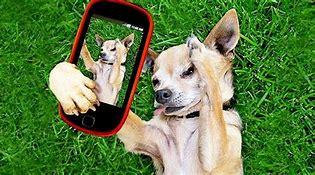 Image result for Dog On Smartphone