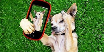 Image result for Funny Animal On Phone