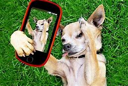 Image result for Dog with Cell Phone