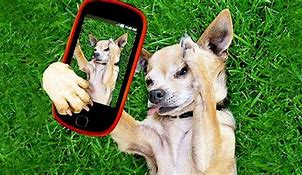 Image result for iPhone 5 PhoneDog