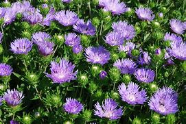 Image result for Stokesia laevis
