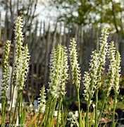 Image result for Spiranthes cernua f. odorata Chadds Ford