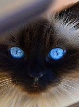 Image result for Cat with Crystal Eyes