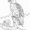 Image result for Falconry Scale