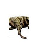 Image result for Largest Dinosaur Predator