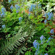 Image result for Corydalis elata Spinners