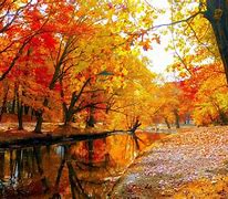Image result for acantoc�fall
