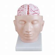 Image result for Brain Location in Head