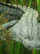 Image result for Alligator Facts Crystal