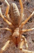 Image result for 30 Coins Camel Spider