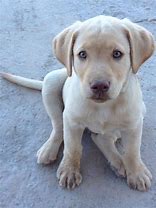 Image result for Yellow Face Cur Dog