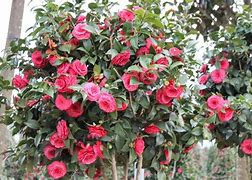Image result for Camellia japonica Dr. King
