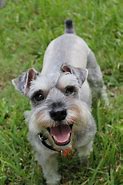 Image result for Schnauzer iPhone Case