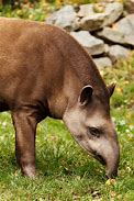 Image result for Dendro Animal