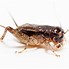 Image result for A Cricket Insect