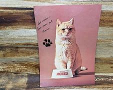 Image result for ad�cat