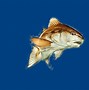 Image result for Fish Screensaver Free
