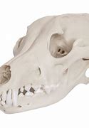 Image result for Gray Wolf Skull