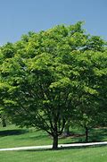 Image result for Zelkova serrata