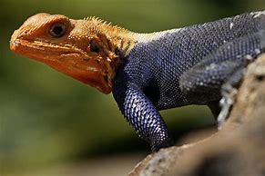 Image result for African Lizards