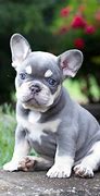 Image result for Show Quality French Bulldog Breeders