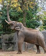 Image result for Cincinnati Zoo Elephants