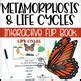 Image result for Metamorphosis Life Cycle
