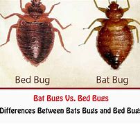 Image result for Bat Bugs Pics