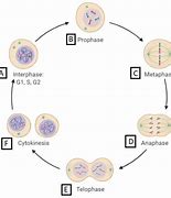 Image result for Interphase G1