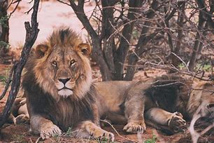 Image result for Lions Drag Strip