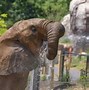 Image result for African Elephant Zoo