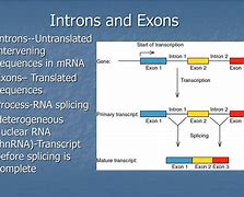Image result for Intron-Exon