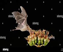 Image result for Tucson Long-Nosed Bat