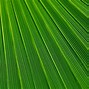 Image result for iPhone XR Green Lines
