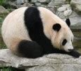 Image result for Panda Gigante