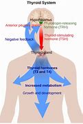 Image result for Thyroid Control Diet