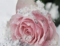 Image result for Beautiful Winter Flower Wallpaper