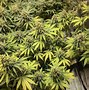 Image result for What Effects Does Sativa Have