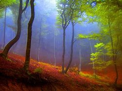 Image result for Forest iPad Wallpaper